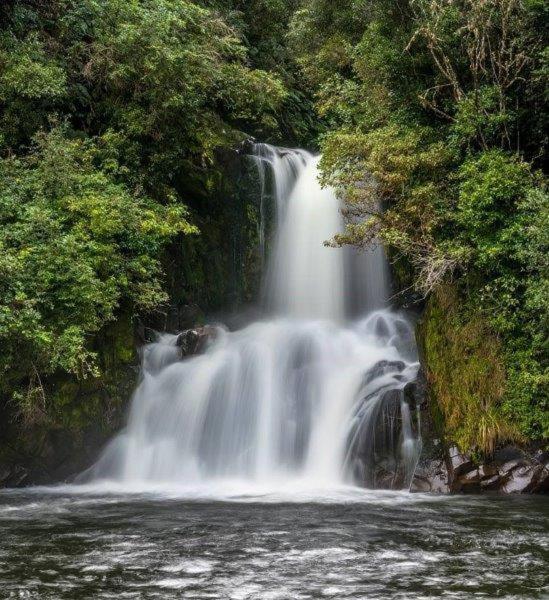 Blackfern Lodge Waimiha Dış mekan fotoğraf